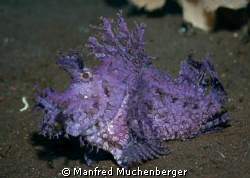 Rhinopias aphanes - Lacy scorpionfish - Algenschluckspech... by Manfred Muchenberger 